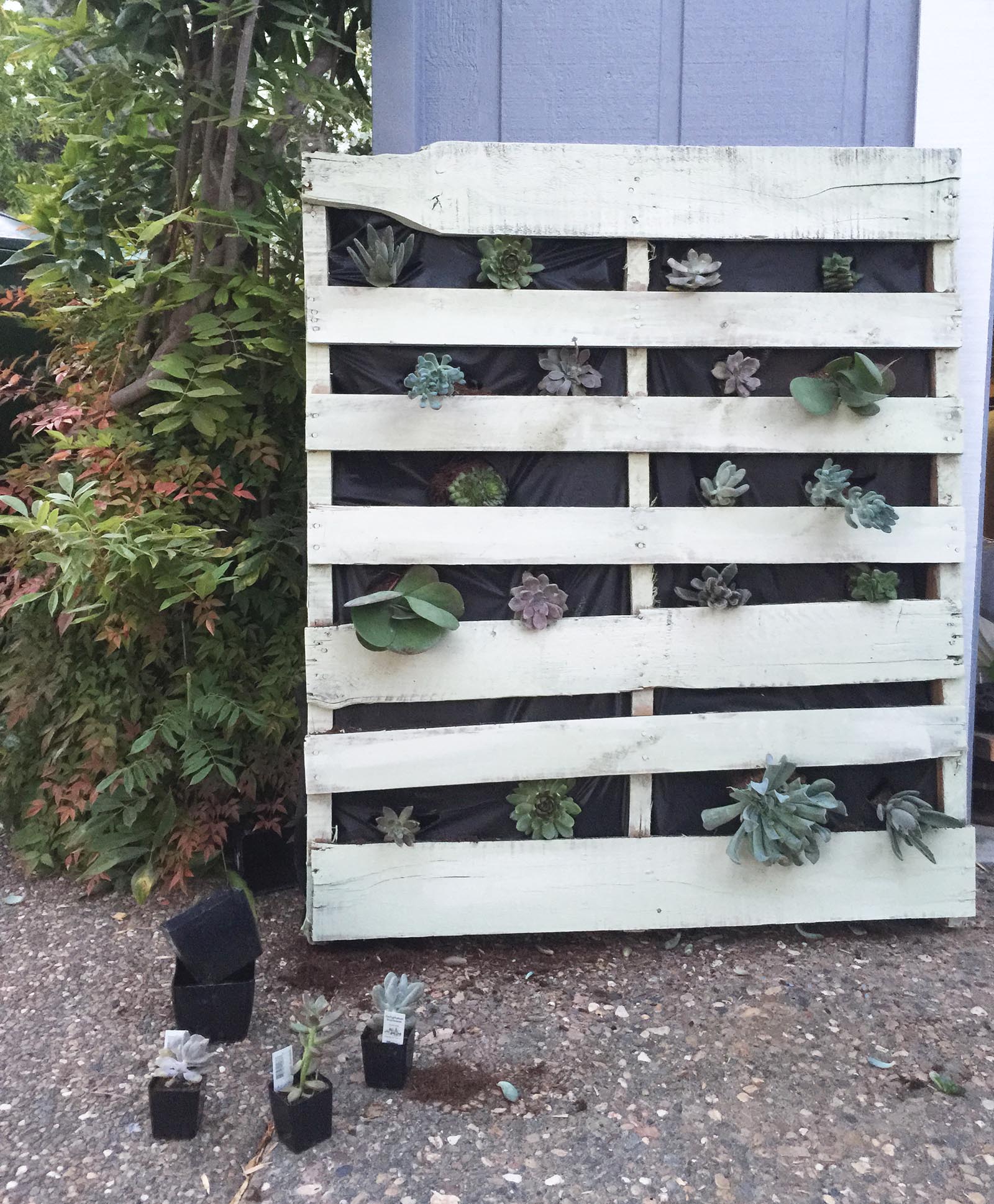 DIY succulent wall