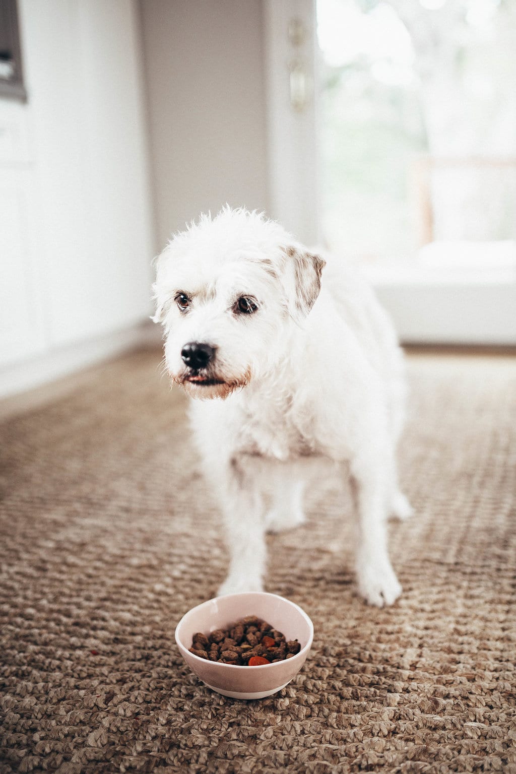 Freshpet - LOLA'S ADOPTION STORY AND HER FAVORITE FOOD: FRESHPET by popular San Francisco lifestyle blogger, Just Add Glam